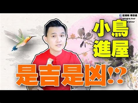 家裡窗戶有鳥巢|【家有鳥巢怎麼辦】家有鳥巢別慌張！專家教你與鳥兒。